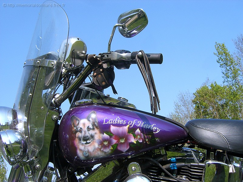 Ladies of Harley.jpg - SAMSUNG DIGITAL CAMERA